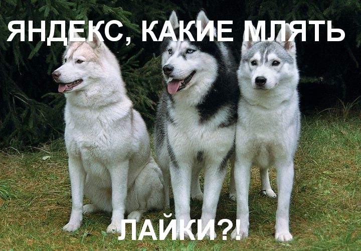 Вебмастера, Яндексу нужны ваши лайки 