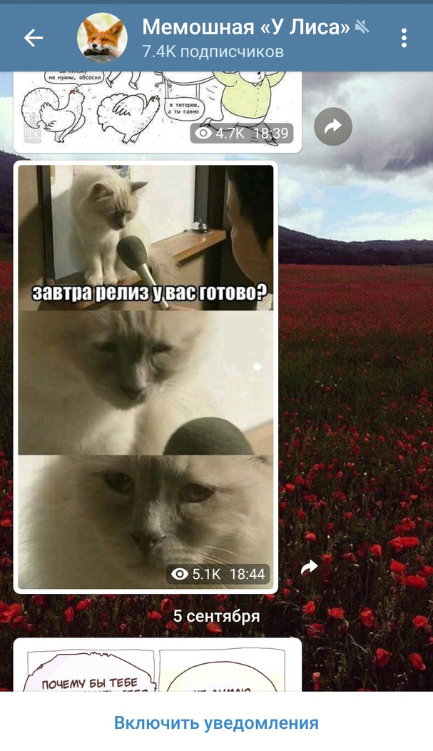 канал с мемами в телеграме